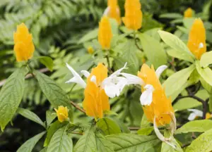 flowers40.webp